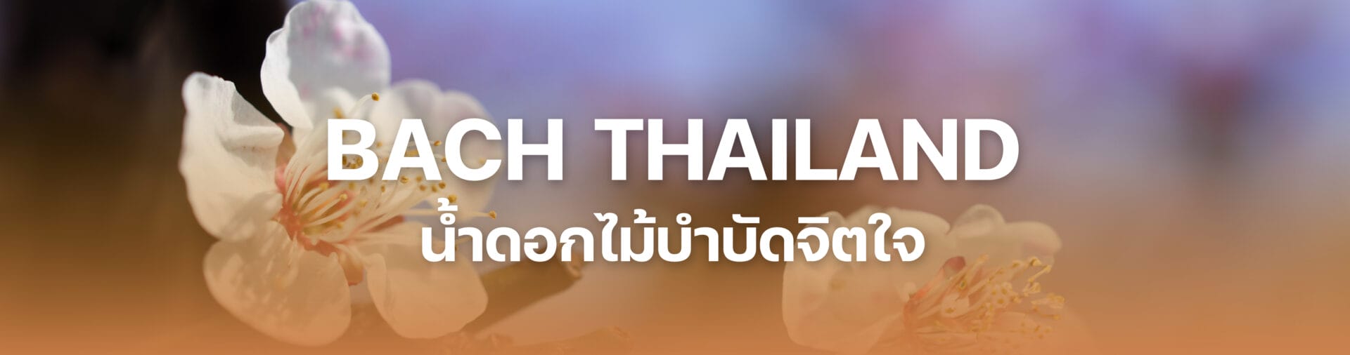 Bach flower ดอกไม้บำบัด